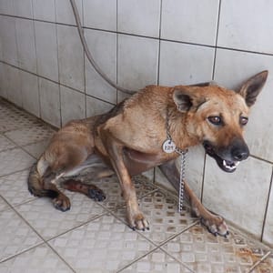 【待認養】混種犬 狗 (女生) - 南投縣公立動物收容所