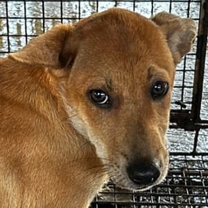 【待認養】混種犬 狗 (女生) - 澎湖縣流浪動物收容中心