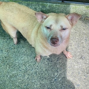 【待認養】混種犬 狗 (女生) - 新北市瑞芳區公立動物之家