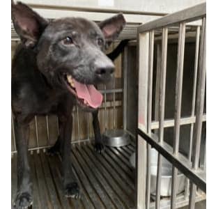 【待認養】混種犬 狗 (男生) - 新北市五股區公立動物之家