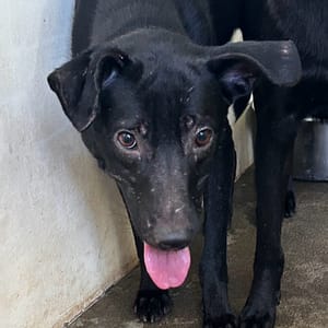 【待認養】混種犬 狗 (男生) - 澎湖縣流浪動物收容中心