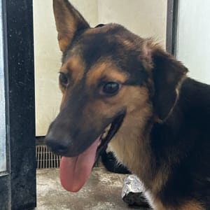 【待認養】混種犬 狗 (女生) - 澎湖縣流浪動物收容中心