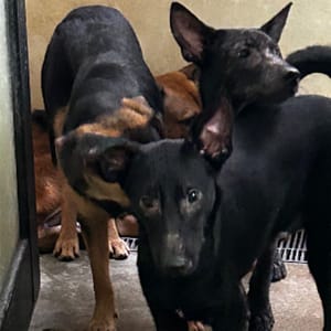 【待認養】混種犬 狗 (男生) - 澎湖縣流浪動物收容中心