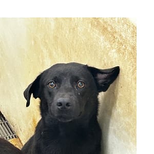 【待認養】混種犬 狗 (男生) - 澎湖縣流浪動物收容中心