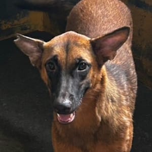 【待認養】混種犬 狗 (女生) - 澎湖縣流浪動物收容中心