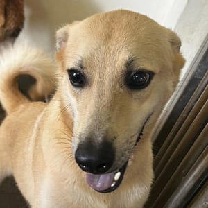 【待認養】混種犬 狗 (女生) - 澎湖縣流浪動物收容中心