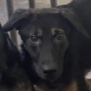 【待認養】混種犬 狗 (女生) - 澎湖縣流浪動物收容中心