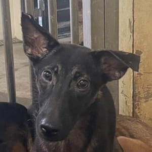 【待認養】混種犬 狗 (女生) - 澎湖縣流浪動物收容中心