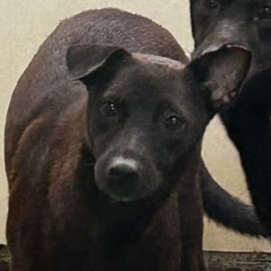 【待認養】混種犬 狗 (男生) - 澎湖縣流浪動物收容中心