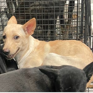 【待認養】混種犬 狗 (女生) - 苗栗縣動物保護教育園區