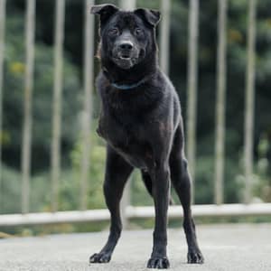 【待認養】混種犬 狗 (男生) - 新北市三芝區公立動物之家