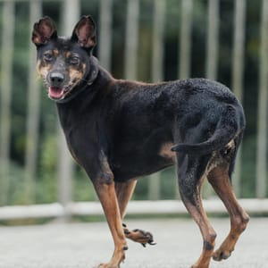 【待認養】混種犬 狗 (男生) - 新北市三芝區公立動物之家