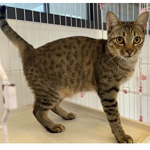 【待認養】混種貓 貓 (男生) - 花蓮縣狗貓躍動園區