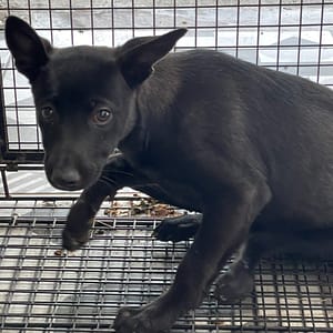 【待認養】混種犬 狗 (女生) - 苗栗縣動物保護教育園區