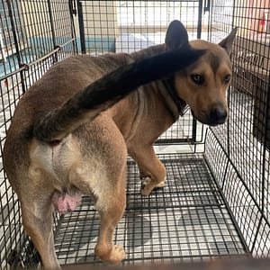 【待認養】混種犬 狗 (男生) - 苗栗縣動物保護教育園區