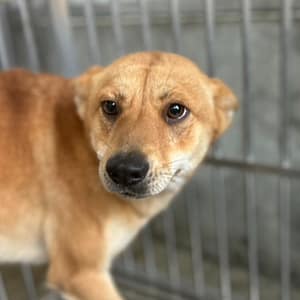 【待認養】混種犬 狗 (女生) - 澎湖縣流浪動物收容中心