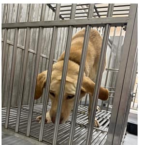 【待認養】混種犬 狗 (男生) - 基隆市寵物銀行