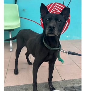 【待認養】混種犬 狗 (男生) - 臺南市動物之家灣裡站