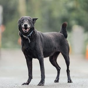 【待認養】混種犬 狗 (女生) - 新北市中和區公立動物之家