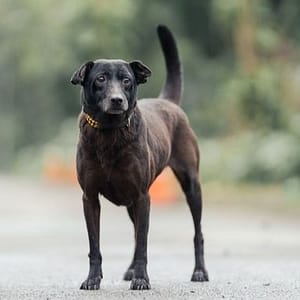 【待認養】混種犬 狗 (女生) - 新北市中和區公立動物之家