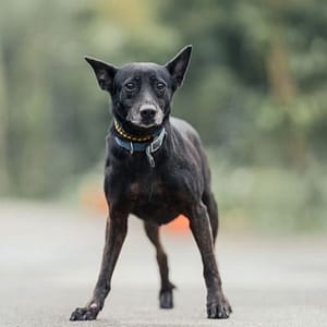 【待認養】混種犬 狗 (女生) - 新北市中和區公立動物之家