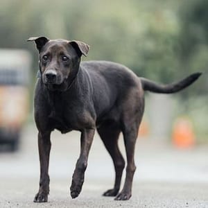【待認養】混種犬 狗 (男生) - 新北市中和區公立動物之家