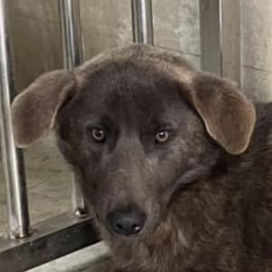 【待認養】混種犬 狗 (男生) - 澎湖縣流浪動物收容中心