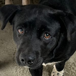 【待認養】混種犬 狗 (男生) - 澎湖縣流浪動物收容中心