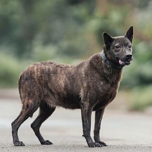 【待認養】混種犬 狗 (男生) - 新北市中和區公立動物之家
