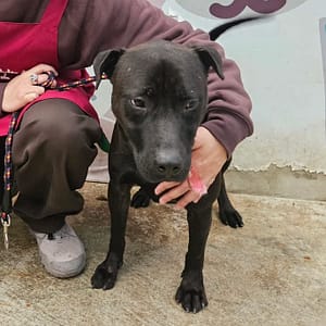 【待認養】混種犬 狗 (男生) - 新北市新店區公立動物之家