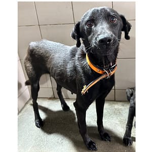 【待認養】混種犬 狗 (女生) - 花蓮縣狗貓躍動園區