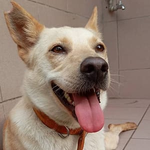【待認養】混種犬 狗 (女生) - 臺南市動物之家灣裡站