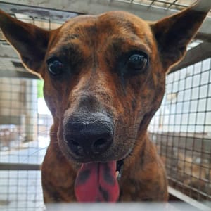 【待認養】混種犬 狗 (女生) - 臺南市動物之家善化站