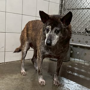 【待認養】混種犬 狗 (女生) - 新北市新店區公立動物之家