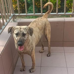 【待認養】混種犬 狗 (女生) - 臺南市動物之家灣裡站