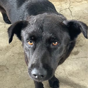 【待認養】混種犬 狗 (男生) - 澎湖縣流浪動物收容中心