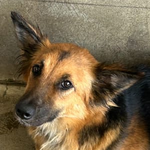 【待認養】混種犬 狗 (女生) - 澎湖縣流浪動物收容中心