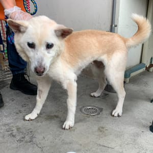 【待認養】混種犬 狗 (女生) - 臺北市動物之家