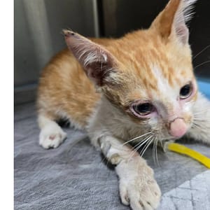 【待認養】混種貓 貓 (女生) - 臺南市動物之家灣裡站