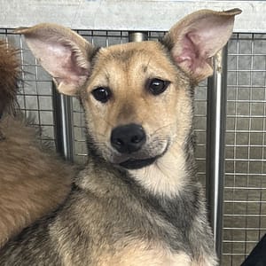 【待認養】混種犬 狗 (女生) - 澎湖縣流浪動物收容中心