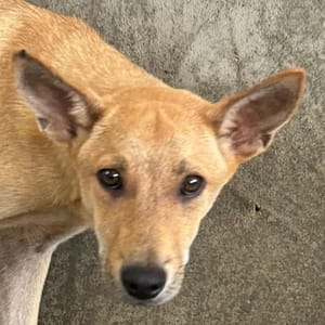 【待認養】混種犬 狗 (男生) - 澎湖縣流浪動物收容中心