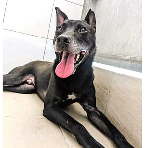 【待認養】混種犬 狗 (男生) - 新竹縣動物保護教育園區