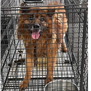 【待認養】混種犬 狗 (男生) - 金門縣動物收容中心