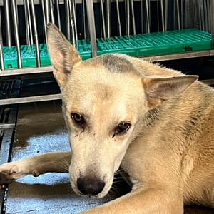 【待認養】混種犬 狗 (男生) - 澎湖縣流浪動物收容中心