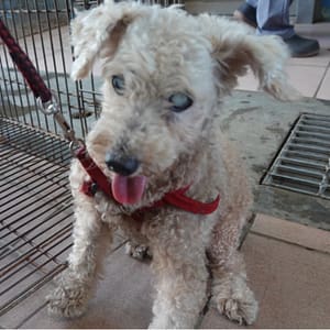 【待認養】貴賓犬 狗 (男生) - 臺南市動物之家灣裡站