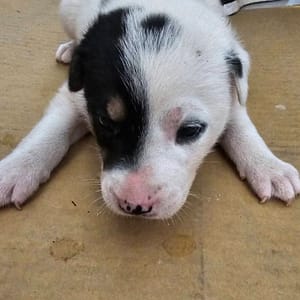 【待認養】混種犬 狗 (男生) - 澎湖縣流浪動物收容中心