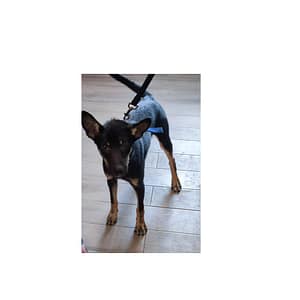 【待認養】混種犬 狗 (男生) - 新北市中和區公立動物之家