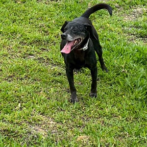 【待認養】混種犬 狗 (女生) - 新北市瑞芳區公立動物之家