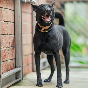 【待認養】混種犬 狗 (男生) - 新北市八里區公立動物之家