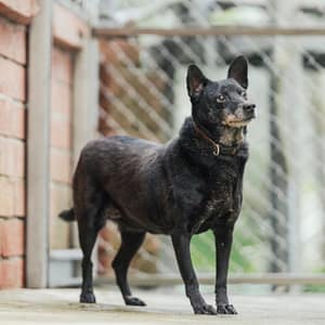 【待認養】混種犬 狗 (女生) - 新北市八里區公立動物之家
